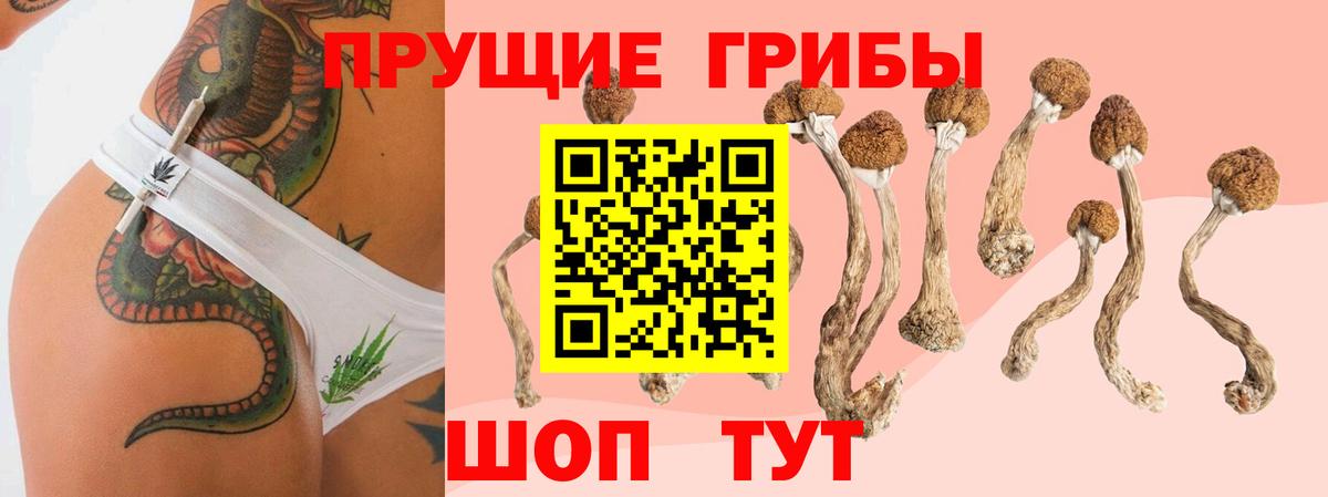 Псилоцибиновые грибы Psilocybe Соль-Илецк